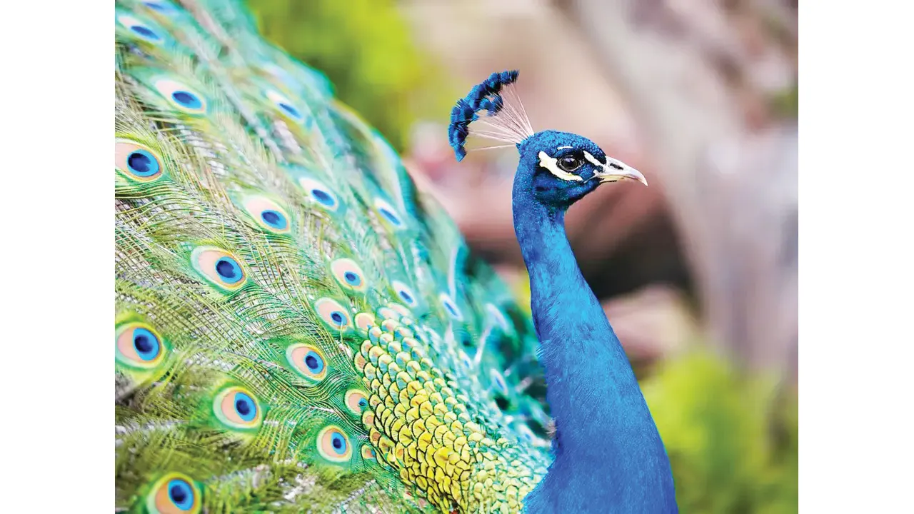 ময়ূর কি ফিরবে