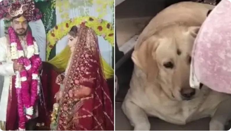 ভারতে কনের পোষা কুকুরকে আঘাত করায় সংঘর্ষ, বিয়ের অনুষ্ঠান পণ্ড